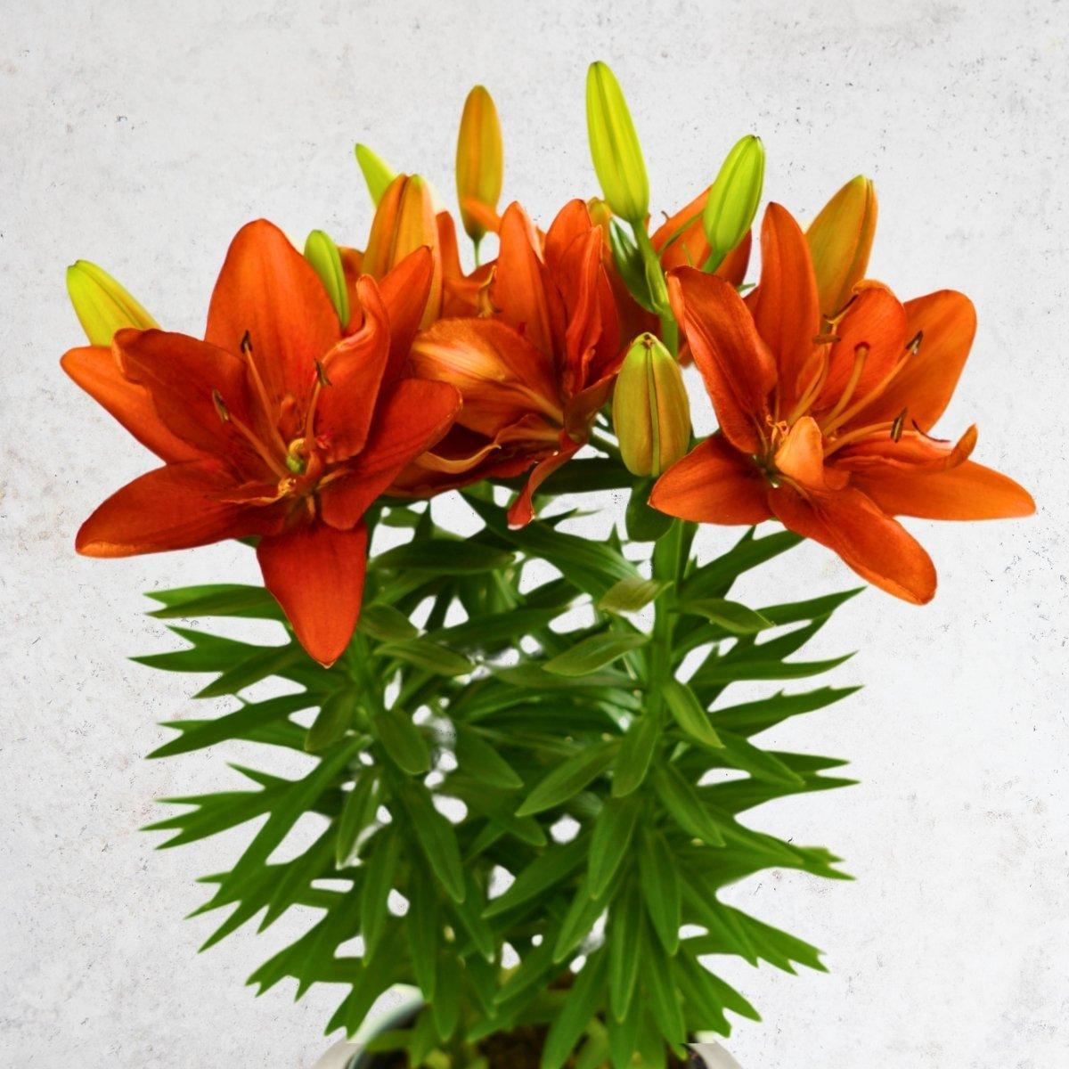 Lily Pura Paz - Asiatic Double Pot 12/14 | Leo Berbee Bulb Company